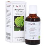 GEMMOEXTRAKT Schwarzerle Alnus Glutinosa Tropfen – PZN 12533109 (PZN 12533109)